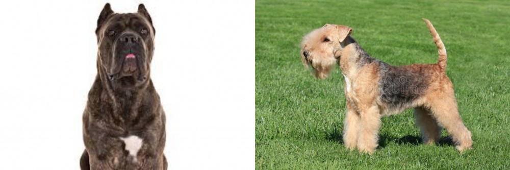 Lakeland Terrier vs Cane Corso - Breed Comparison