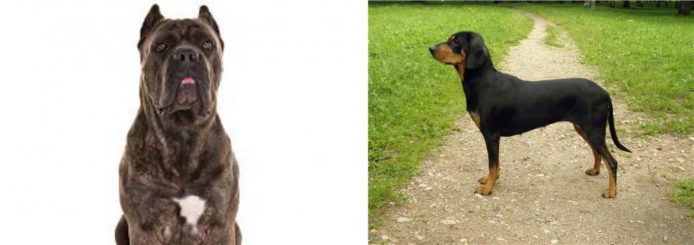 Latvian Hound vs Cane Corso - Breed Comparison