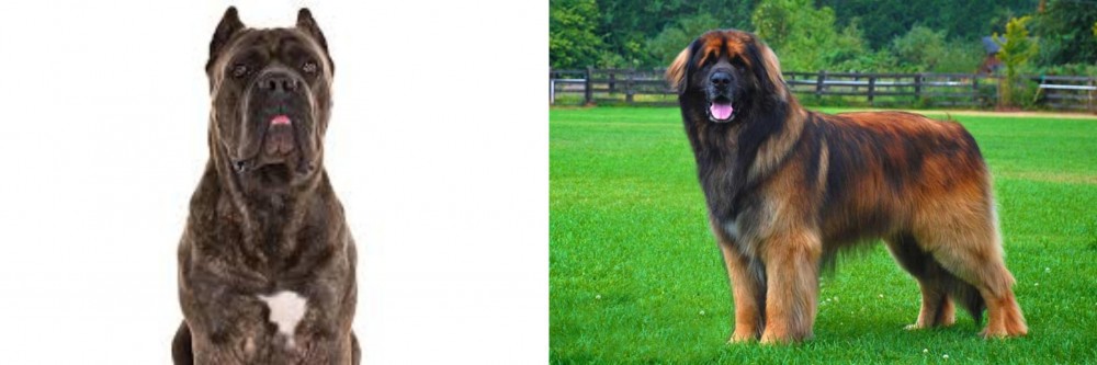 Leonberger vs Cane Corso - Breed Comparison