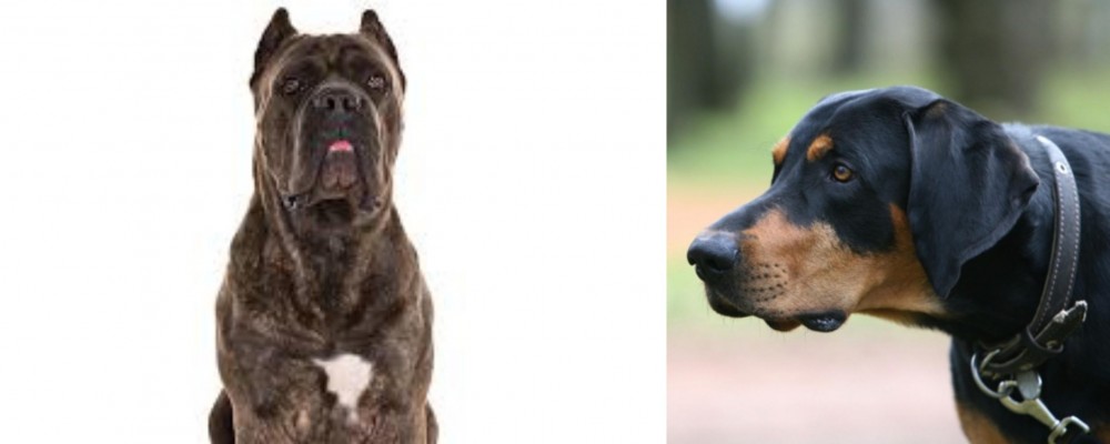 Lithuanian Hound vs Cane Corso - Breed Comparison