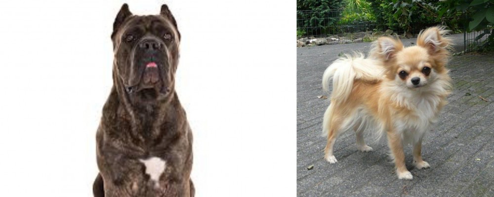 Long Haired Chihuahua vs Cane Corso - Breed Comparison