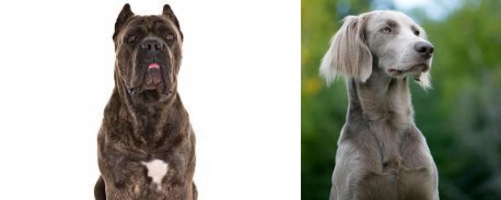 Longhaired Weimaraner vs Cane Corso - Breed Comparison