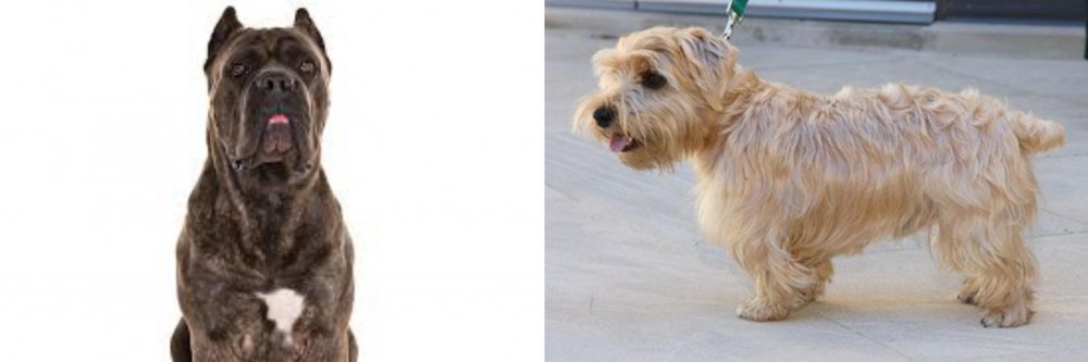 Lucas Terrier vs Cane Corso - Breed Comparison