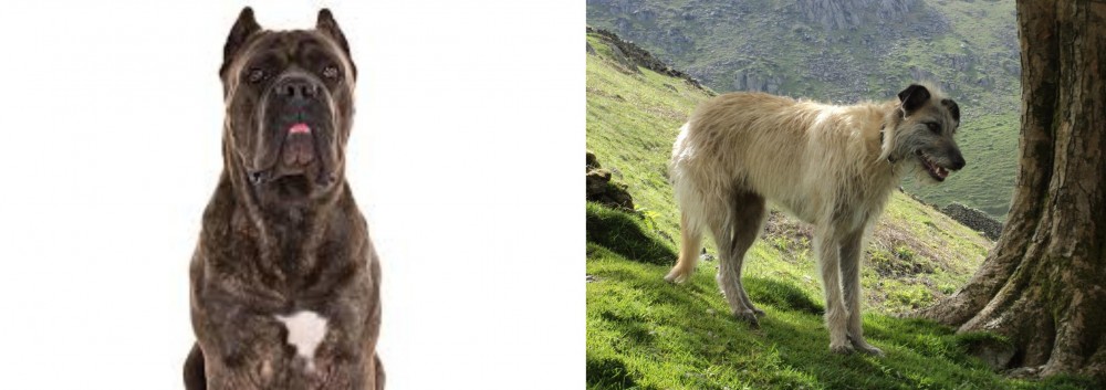 Lurcher vs Cane Corso - Breed Comparison