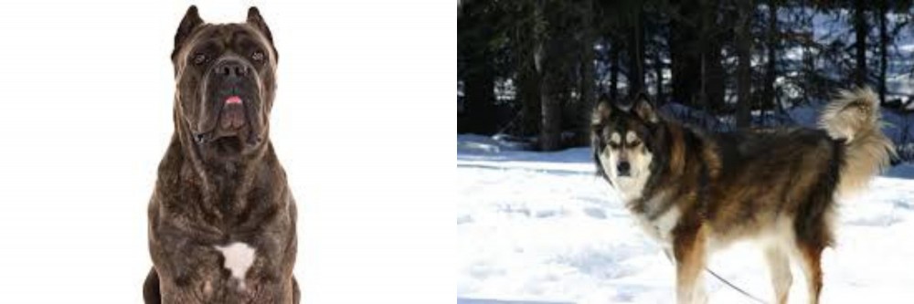 Mackenzie River Husky vs Cane Corso - Breed Comparison