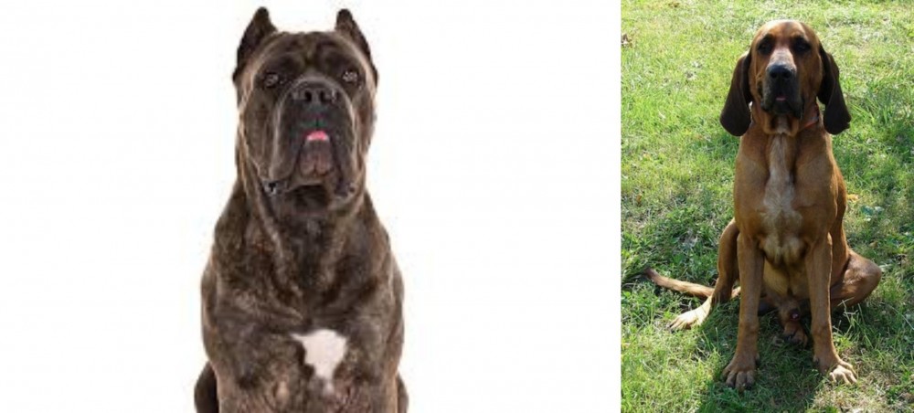 Majestic Tree Hound vs Cane Corso - Breed Comparison