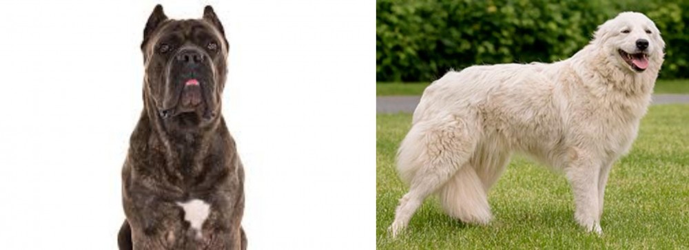 Maremma Sheepdog vs Cane Corso - Breed Comparison