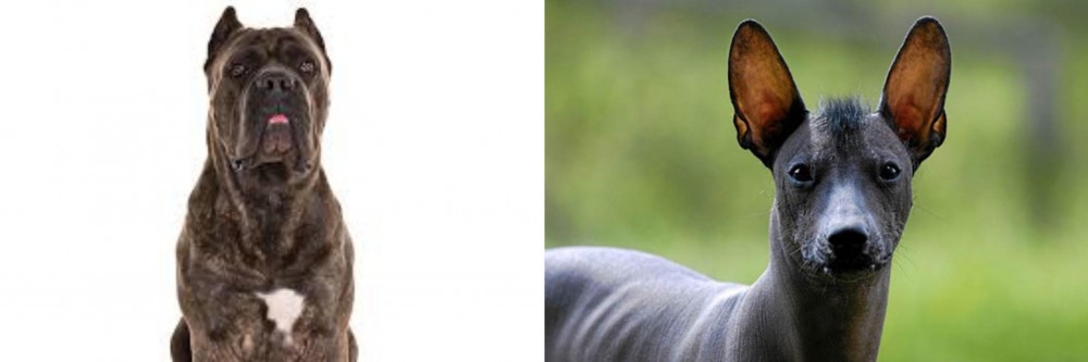 Mexican Hairless vs Cane Corso - Breed Comparison
