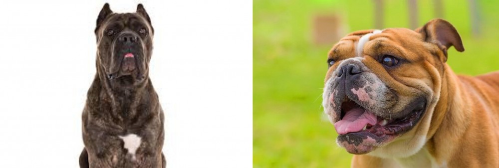 Miniature English Bulldog vs Cane Corso - Breed Comparison