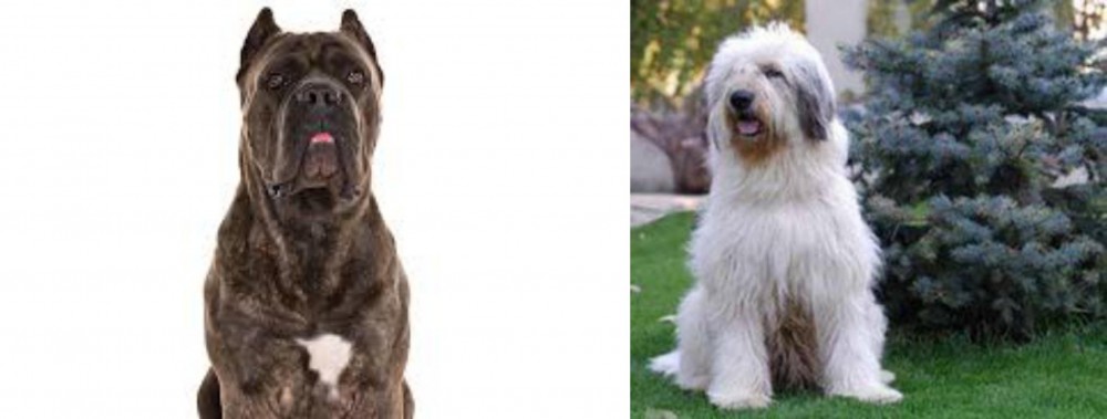 Mioritic Sheepdog vs Cane Corso - Breed Comparison