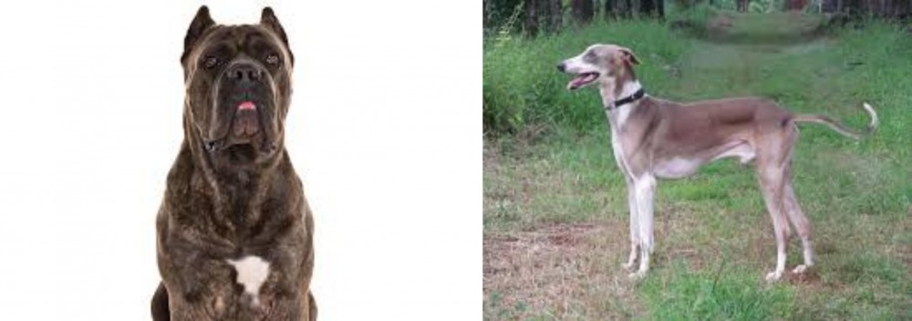 Mudhol Hound vs Cane Corso - Breed Comparison