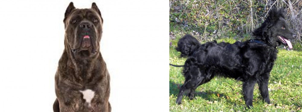 Mudi vs Cane Corso - Breed Comparison