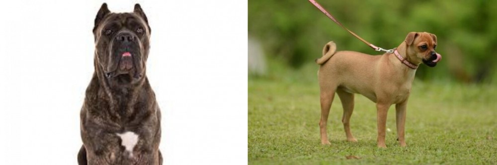 Muggin vs Cane Corso - Breed Comparison
