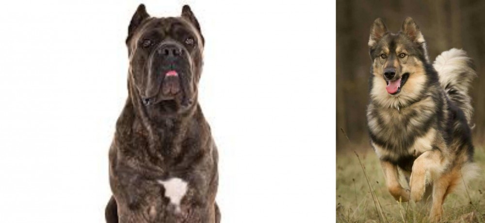 Native American Indian Dog vs Cane Corso - Breed Comparison