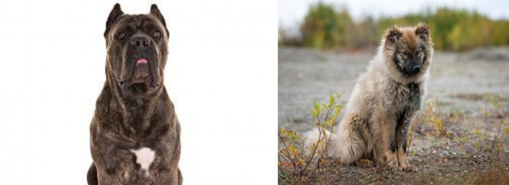 Nenets Herding Laika vs Cane Corso - Breed Comparison