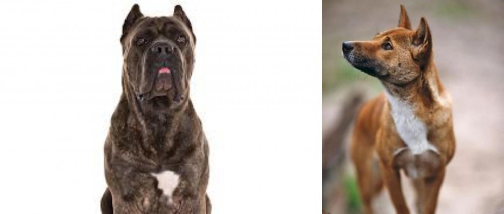 New Guinea Singing Dog vs Cane Corso - Breed Comparison