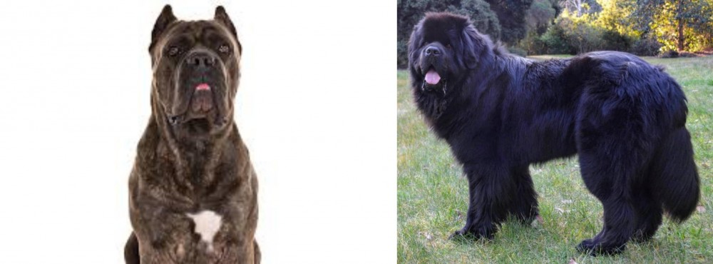 Newfoundland Dog vs Cane Corso - Breed Comparison