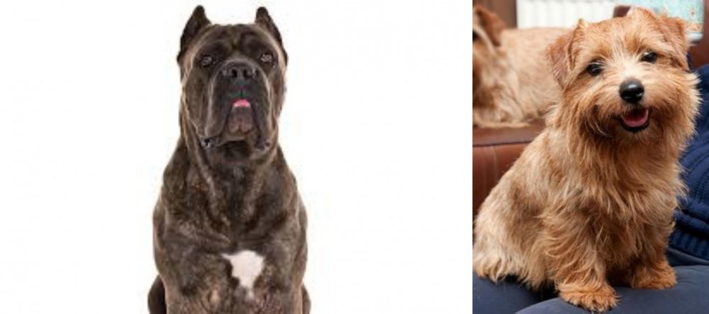 Norfolk Terrier vs Cane Corso - Breed Comparison