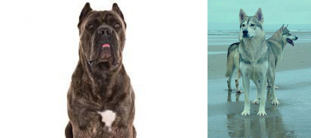 Northern Inuit Dog vs Cane Corso - Breed Comparison
