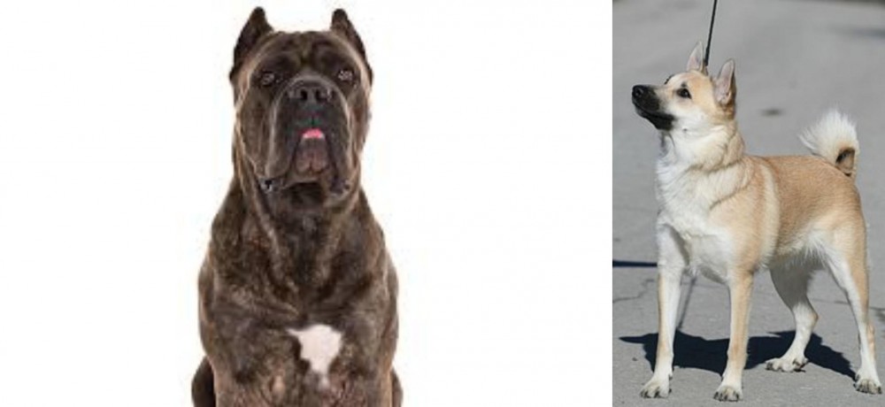 Norwegian Buhund vs Cane Corso - Breed Comparison