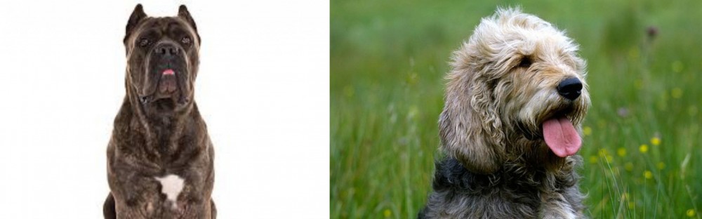 Otterhound vs Cane Corso - Breed Comparison