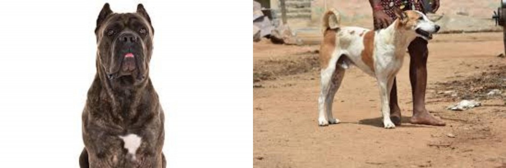 Pandikona vs Cane Corso - Breed Comparison