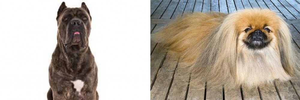 Pekingese vs Cane Corso - Breed Comparison