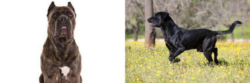Perro de Pastor Mallorquin vs Cane Corso - Breed Comparison