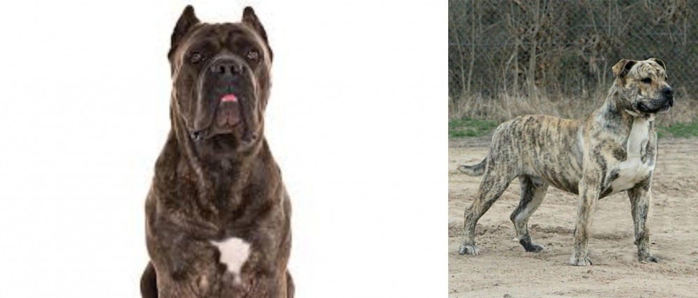 Perro de Presa Mallorquin vs Cane Corso - Breed Comparison