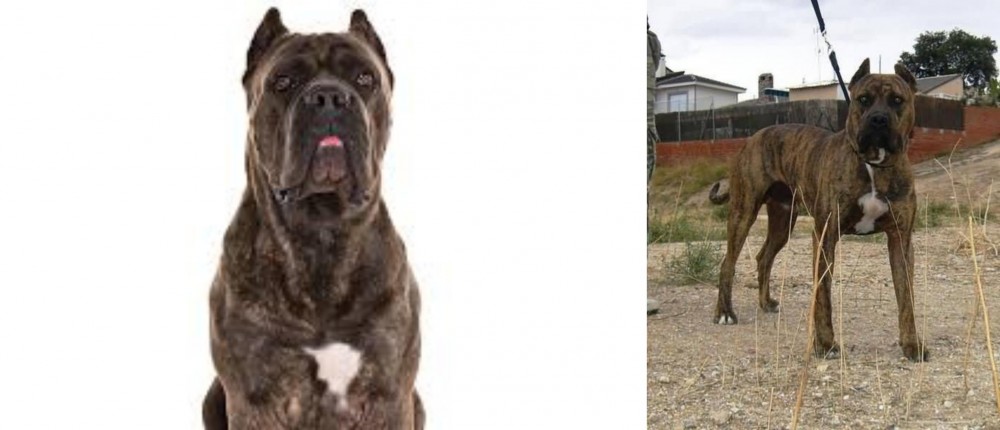 Perro de Toro vs Cane Corso - Breed Comparison