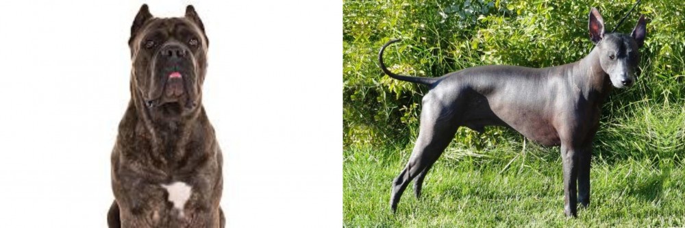 Peruvian Hairless vs Cane Corso - Breed Comparison