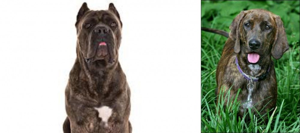 Plott Hound vs Cane Corso - Breed Comparison