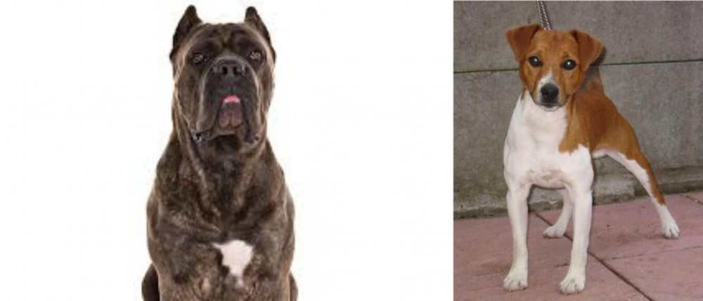 Plummer Terrier vs Cane Corso - Breed Comparison