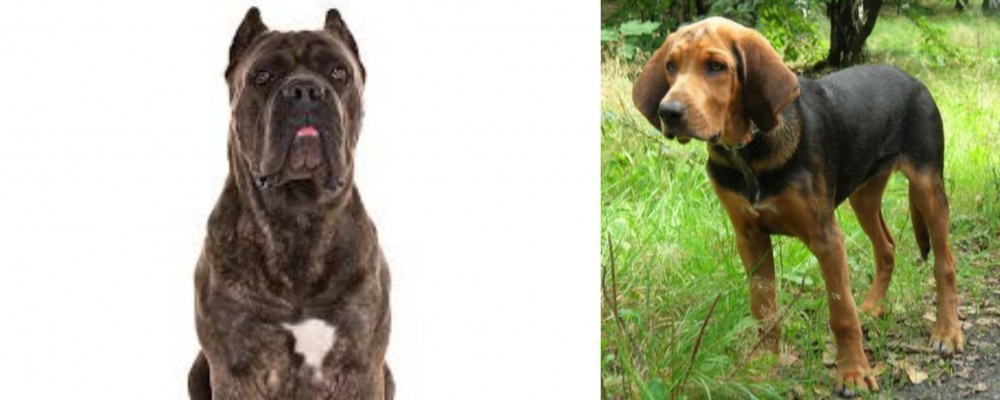 Polish Hound vs Cane Corso - Breed Comparison