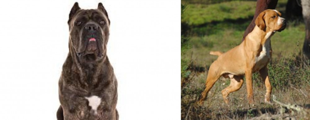 Portuguese Pointer vs Cane Corso - Breed Comparison