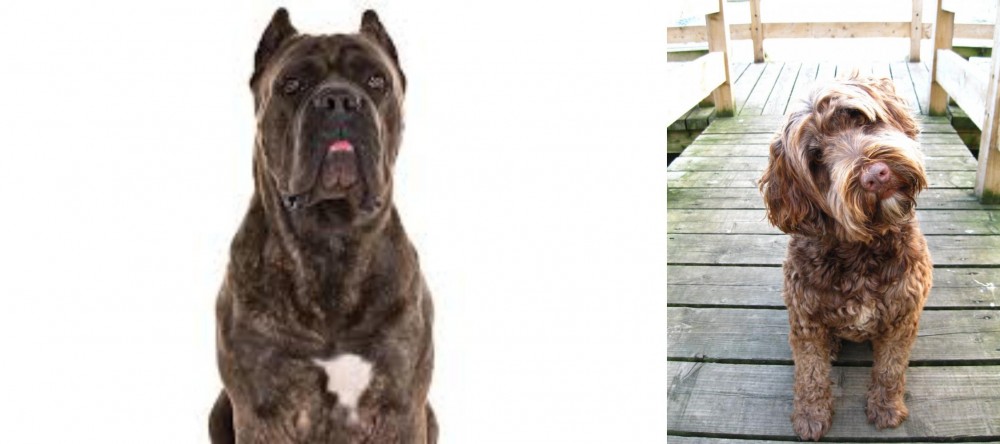 Portuguese Water Dog vs Cane Corso - Breed Comparison
