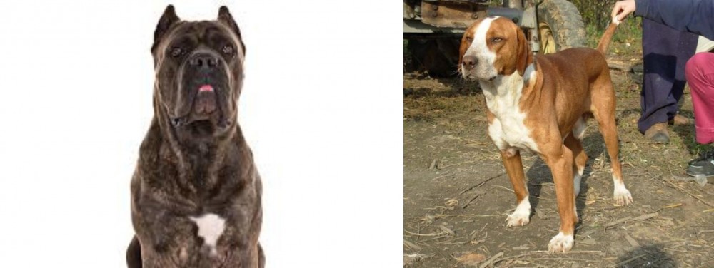 Posavac Hound vs Cane Corso - Breed Comparison