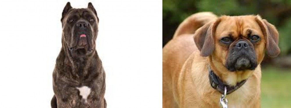 Pugalier vs Cane Corso - Breed Comparison