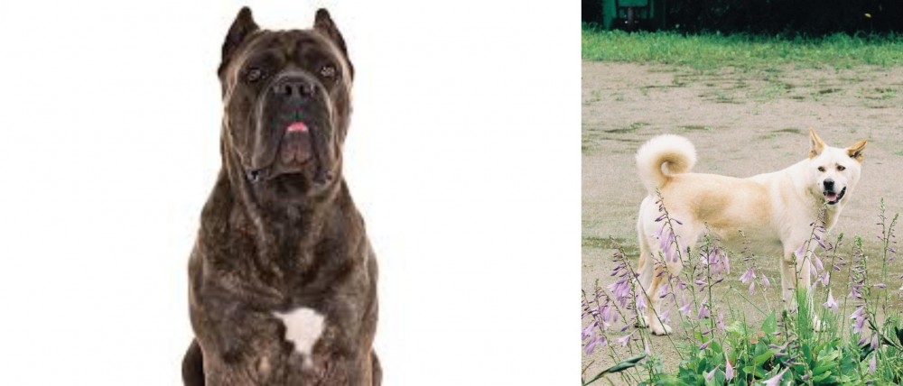 Pungsan Dog vs Cane Corso - Breed Comparison