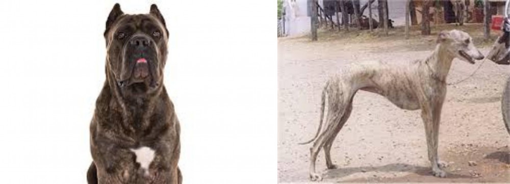 Rampur Greyhound vs Cane Corso - Breed Comparison
