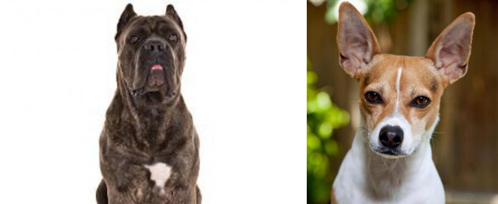 Rat Terrier vs Cane Corso - Breed Comparison