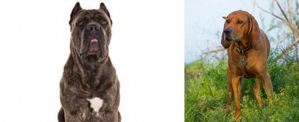Redbone Coonhound vs Cane Corso - Breed Comparison