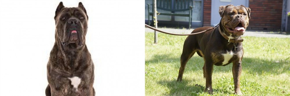 Renascence Bulldogge vs Cane Corso - Breed Comparison