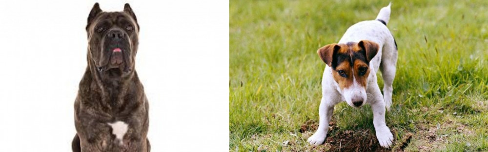 Russell Terrier vs Cane Corso - Breed Comparison