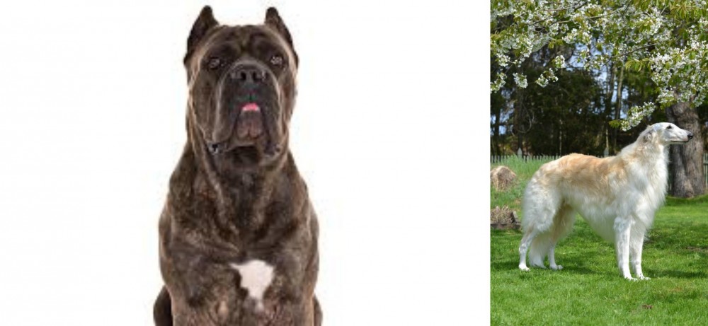 Russian Hound vs Cane Corso - Breed Comparison