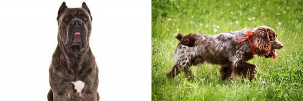 Russian Spaniel vs Cane Corso - Breed Comparison