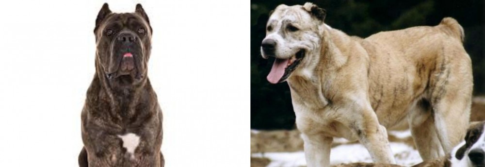 Sage Koochee vs Cane Corso - Breed Comparison