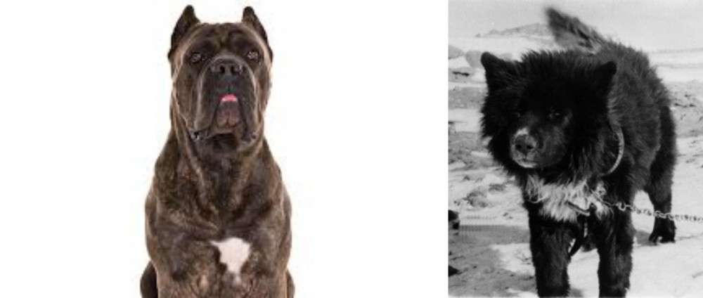 Sakhalin Husky vs Cane Corso - Breed Comparison