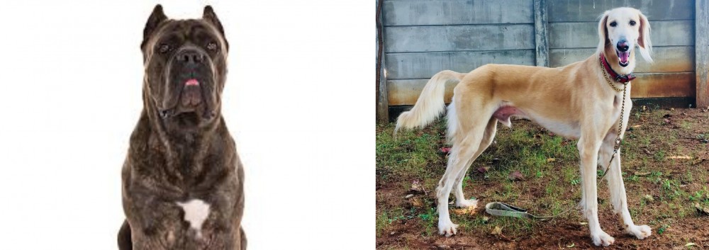 Saluki vs Cane Corso - Breed Comparison