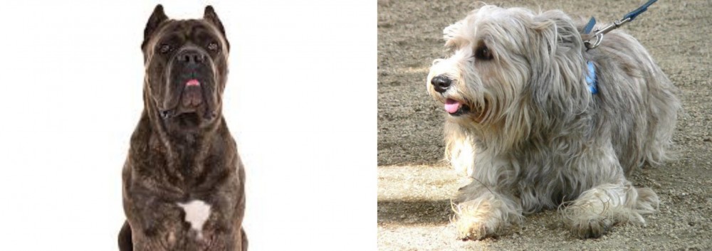 Sapsali vs Cane Corso - Breed Comparison